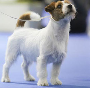 Machos Jack Russell Terrier