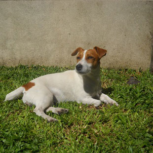 Hembras del Criadero Argentino de Jack Russell Terrier El Jardin de Jacky