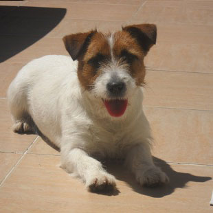Hembras del Criadero Argentino de Jack Russell Terrier El Jardin de Jacky
